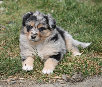 Les chiots de Berger Australien