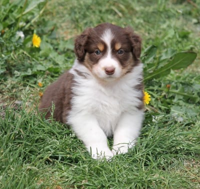 Les chiots de Berger Australien