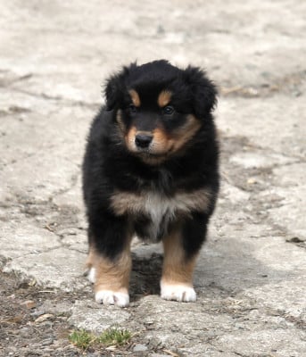 Les chiots de Berger Australien