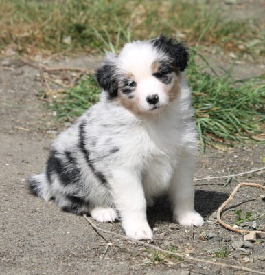 Les chiots de Berger Australien