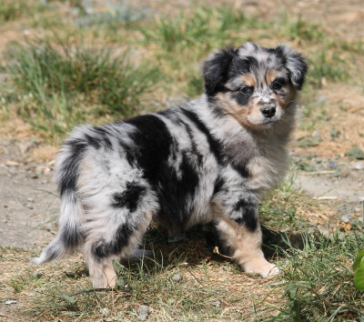 Les chiots de Berger Australien