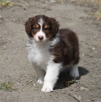Les chiots de Berger Australien