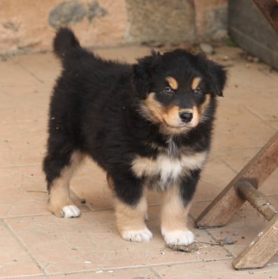 Les chiots de Berger Australien