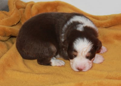 Les chiots de Berger Australien