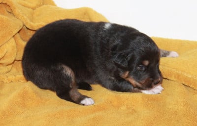 Les chiots de Berger Australien