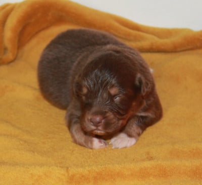 Les chiots de Berger Australien
