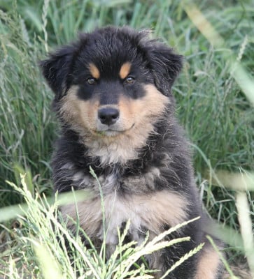 Les chiots de Berger Australien