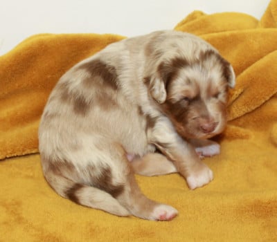 Les chiots de Berger Australien