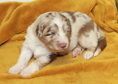 Les chiots de Berger Australien