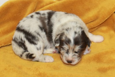 Les chiots de Berger Australien