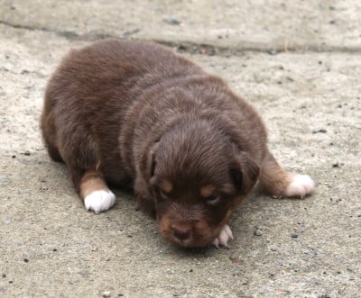 Les chiots de Berger Australien