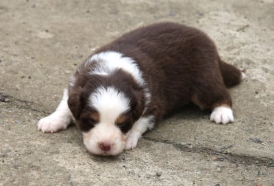Les chiots de Berger Australien