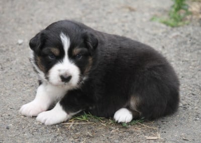 Les chiots de Berger Australien