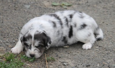 Les chiots de Berger Australien