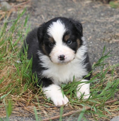 Les chiots de Berger Australien