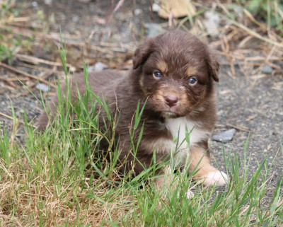 Les chiots de Berger Australien
