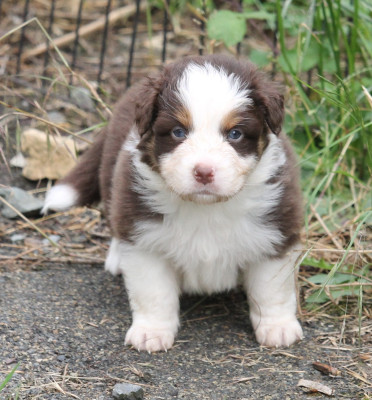 Les chiots de Berger Australien
