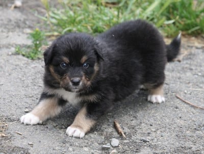 Les chiots de Berger Australien