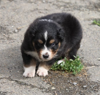 Les chiots de Berger Australien