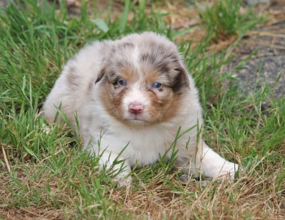 Les chiots de Berger Australien