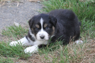 Les chiots de Berger Australien