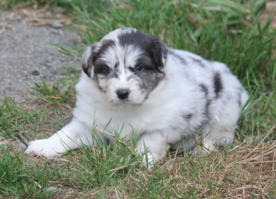 Les chiots de Berger Australien