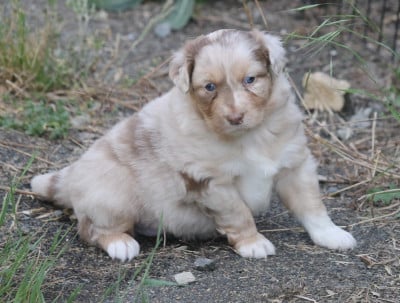 Les chiots de Berger Australien