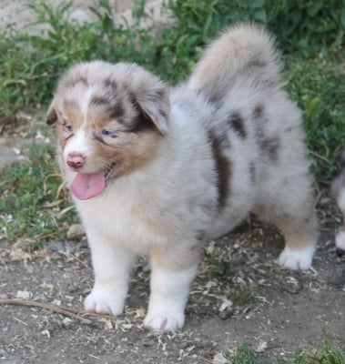 Les chiots de Berger Australien