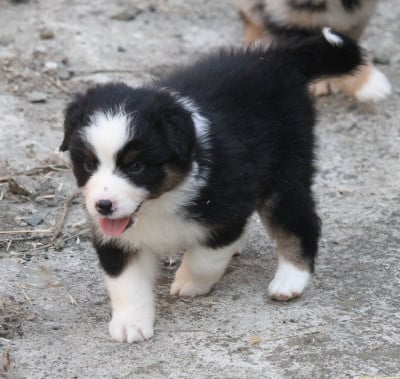 Les chiots de Berger Australien