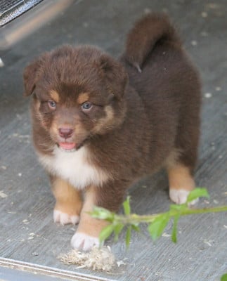 Les chiots de Berger Australien