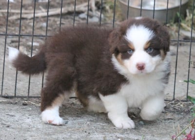 Les chiots de Berger Australien