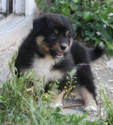 Les chiots de Berger Australien