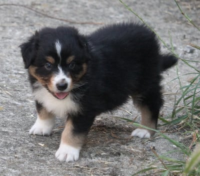 Les chiots de Berger Australien