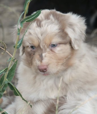Les chiots de Berger Australien
