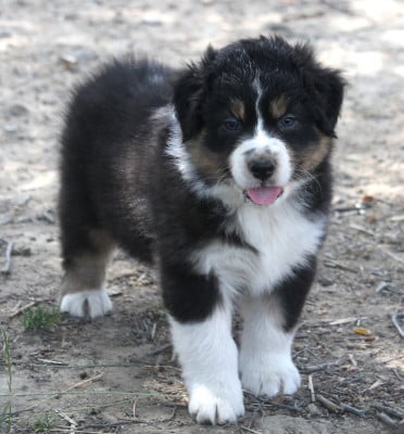 Les chiots de Berger Australien