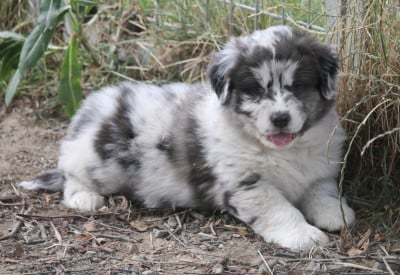 Les chiots de Berger Australien