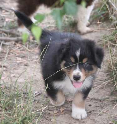 Les chiots de Berger Australien