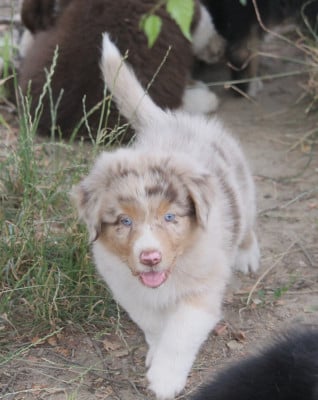 Les chiots de Berger Australien