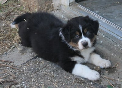 Les chiots de Berger Australien