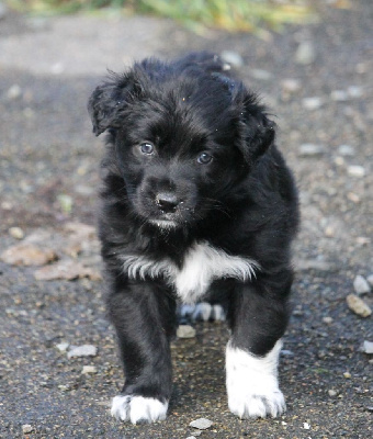 Les chiots de Berger Australien