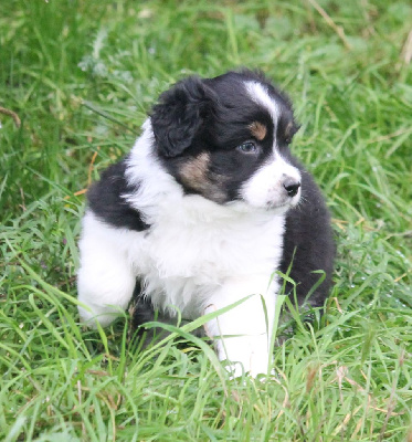 Les chiots de Berger Australien