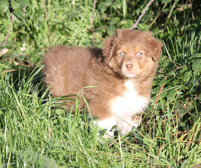 Les chiots de Berger Australien