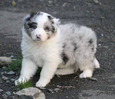 Les chiots de Berger Australien