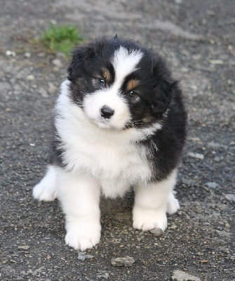 Les chiots de Berger Australien