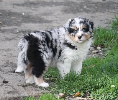 Les chiots de Berger Australien