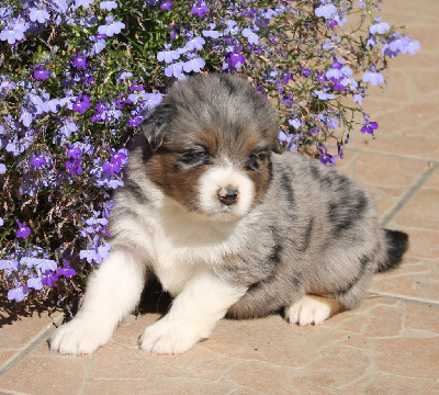 Les chiots de Berger Australien