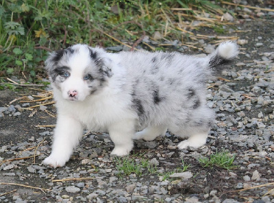 Les chiots de Berger Australien