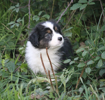 Les chiots de Berger Australien