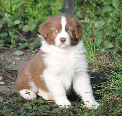 Les chiots de Berger Australien