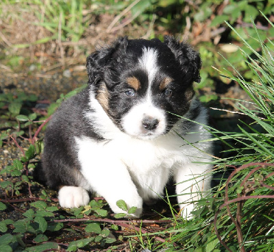 Les chiots de Berger Australien